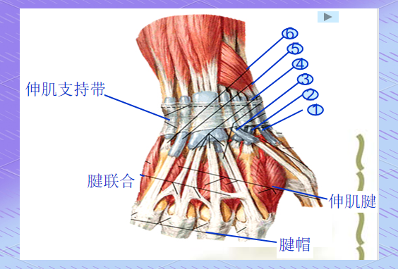 手部解剖结构全解析:从腕骨到手指的深度探索