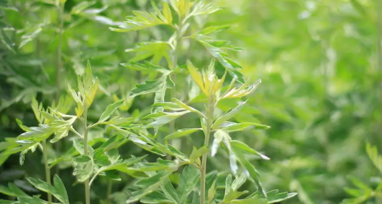 如何区分艾草和蒿草