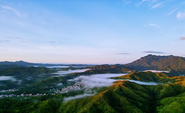 五华县长布镇:山林里种"致富伞" 村民家门口奔富路