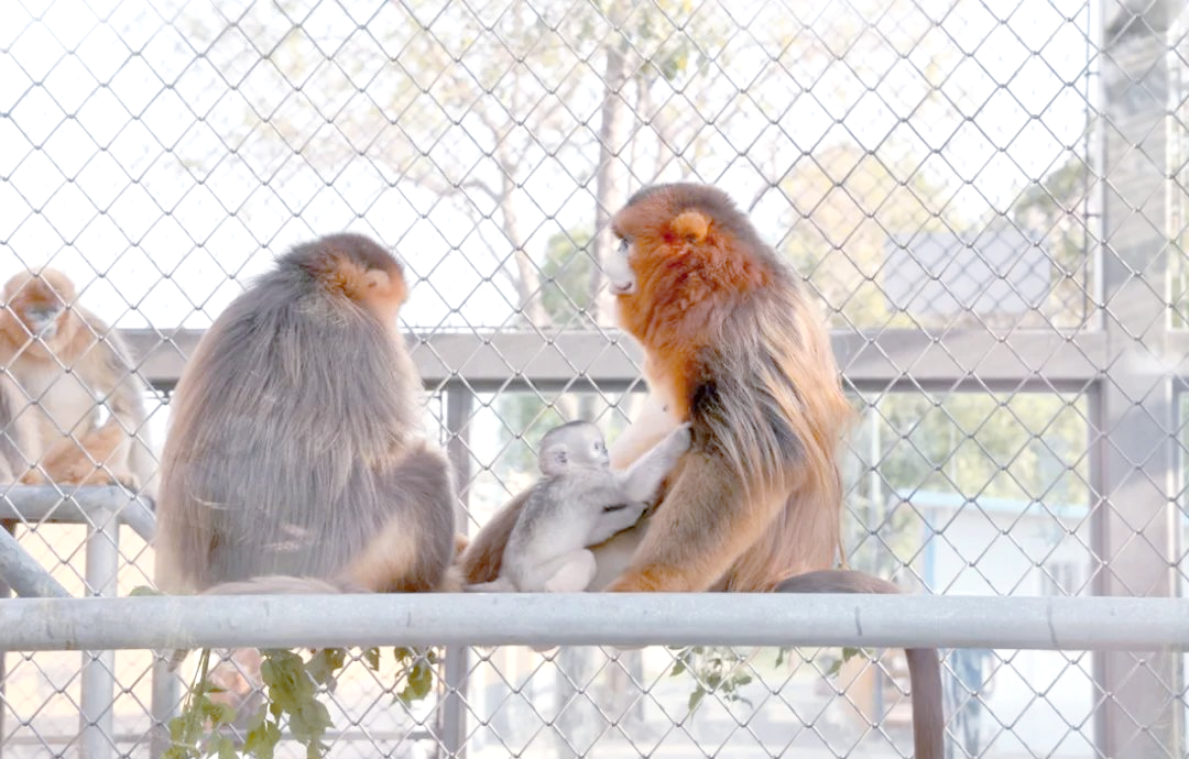 商丘动物园金丝猴宝宝亮相,见证繁育成功与未来展望