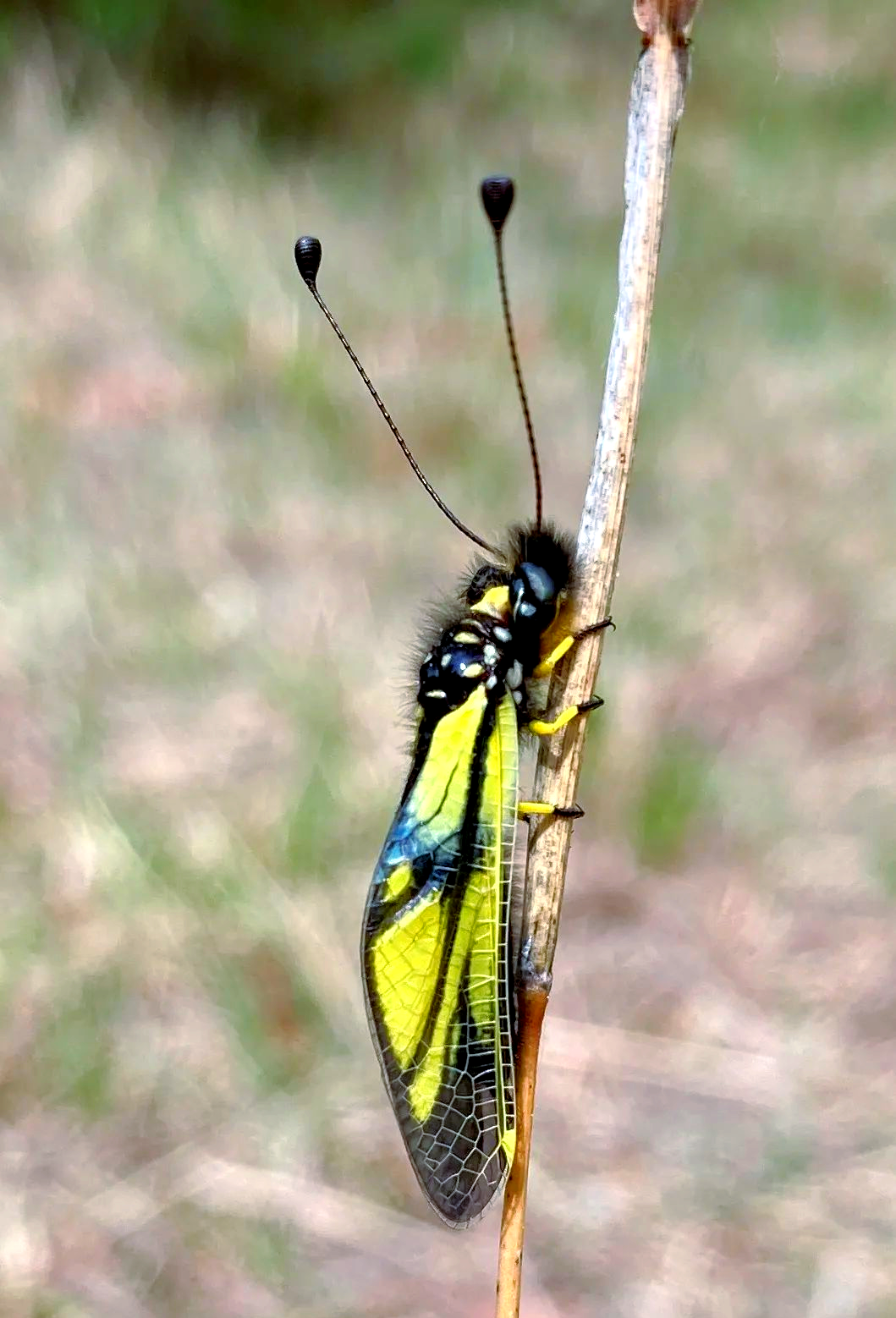 昆虫的多样触角类型