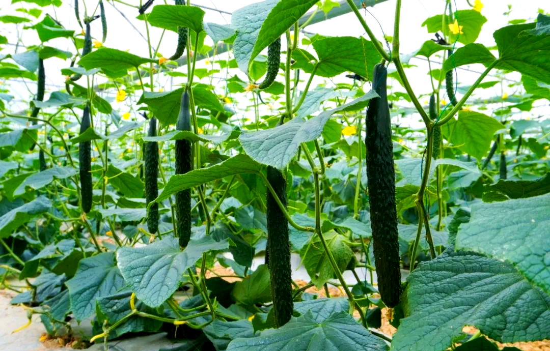 平浪镇大棚黄瓜丰收,书写致富新篇章