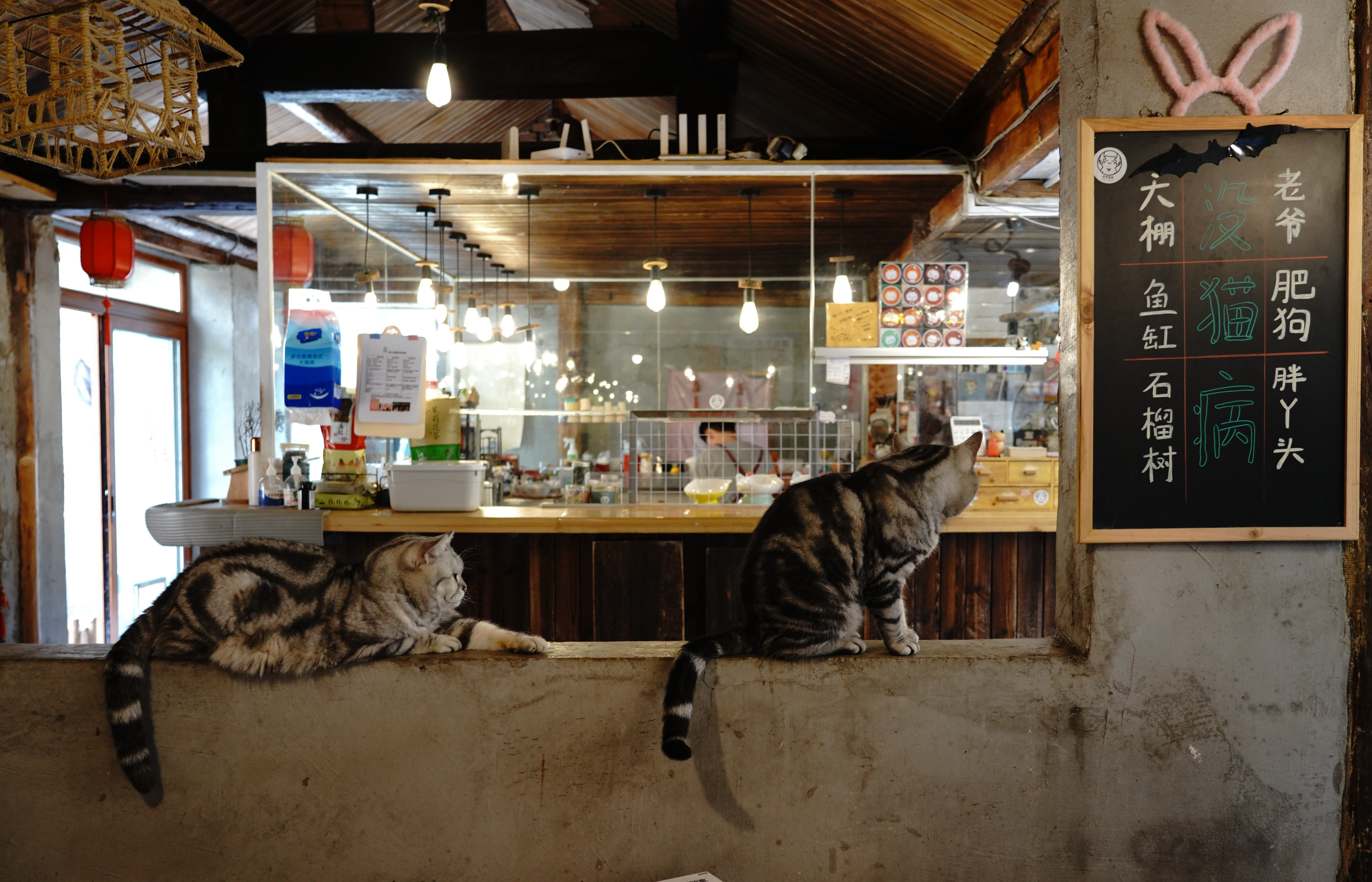 (图片故事)把兴趣变成事业——猫咖创业者和她的37只猫