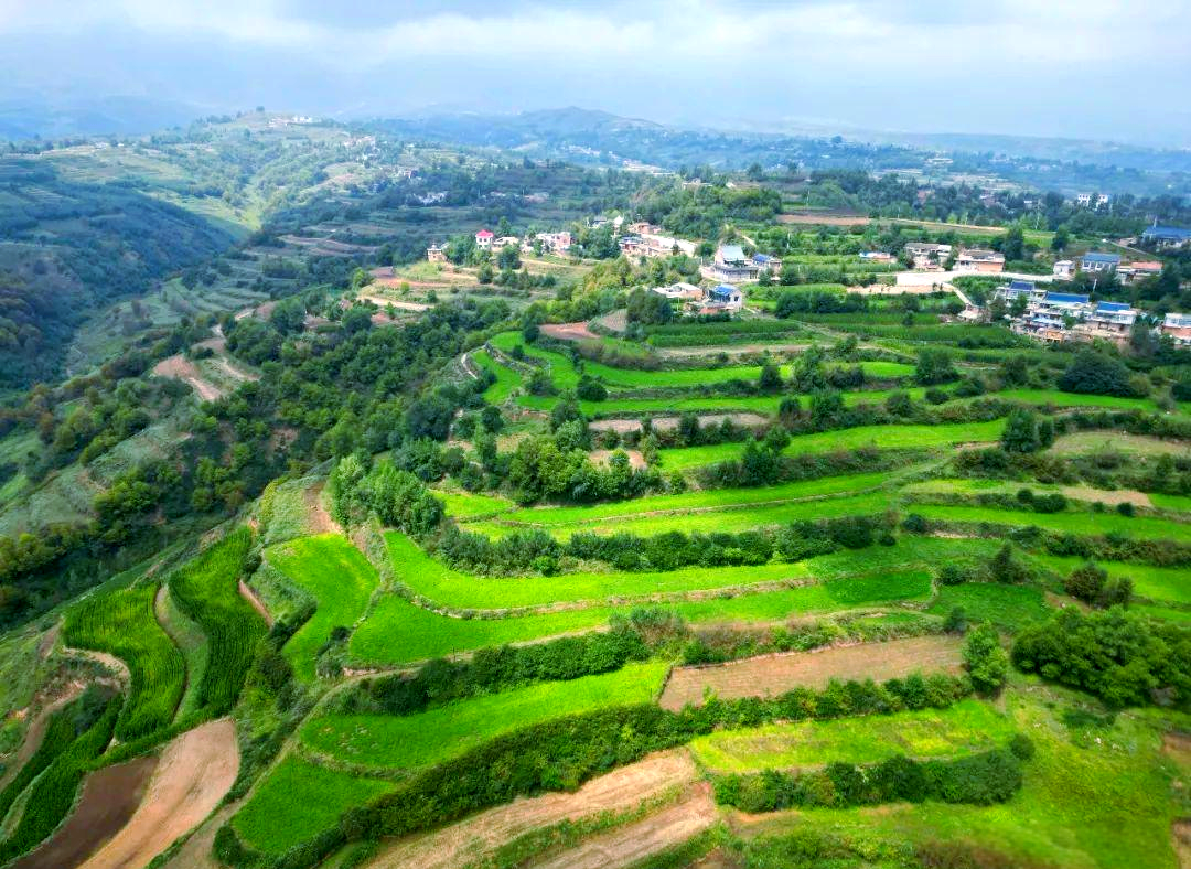 积石山县中药材长势喜人,农民增收致富路宽广