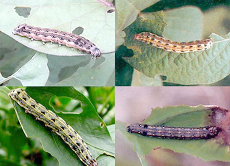 夜蛾的幼虫阶段也颇具特