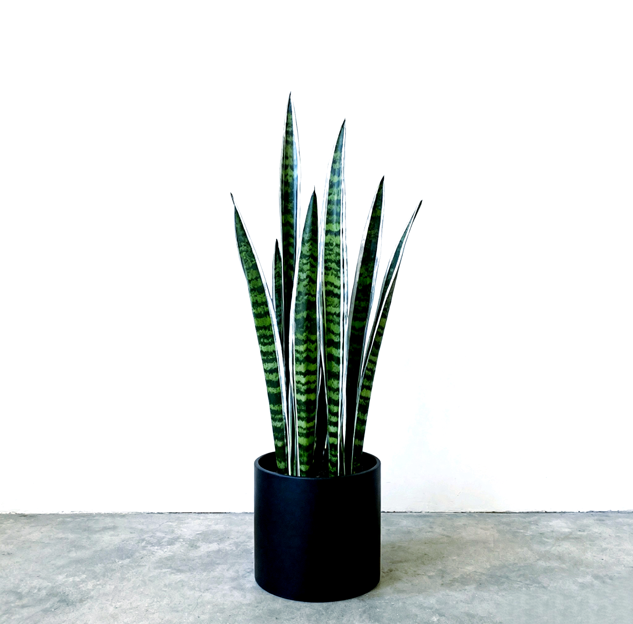 虎皮兰爆盆技巧:轻松实现1米7的秘诀