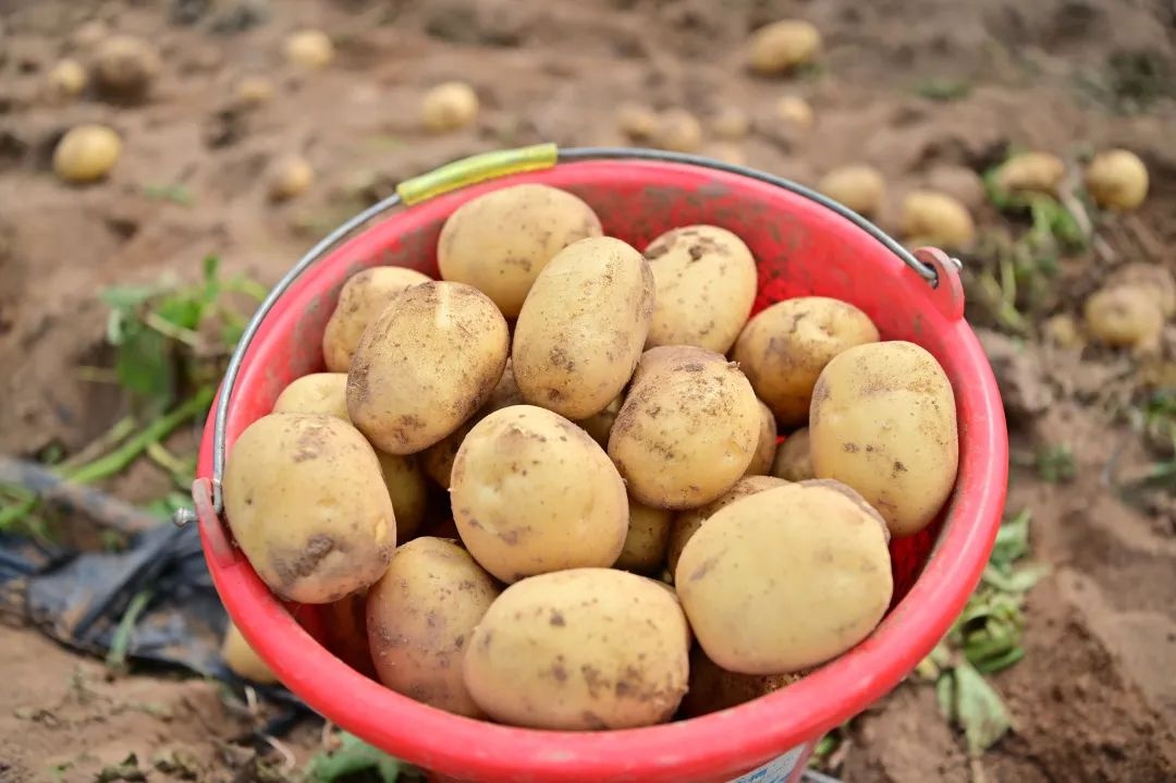 乌家镇:冬种马铃薯喜获丰收,土豆变"金豆"