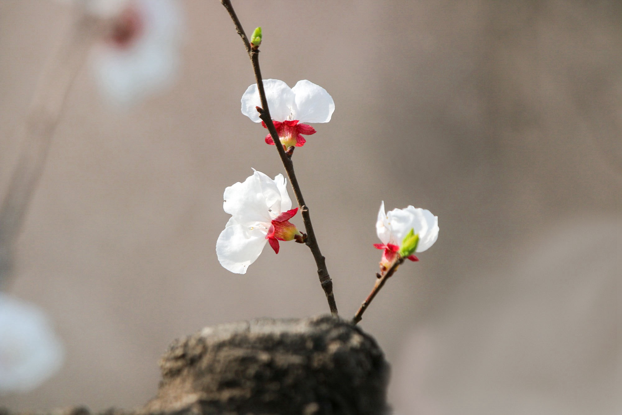 光影世界——杏花林里说杏花