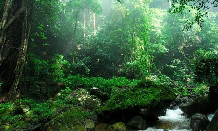 西雙版納天天下雨能旅遊嗎