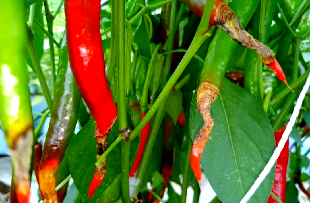 辣椒全果软腐烂果的病害原因及防治方法