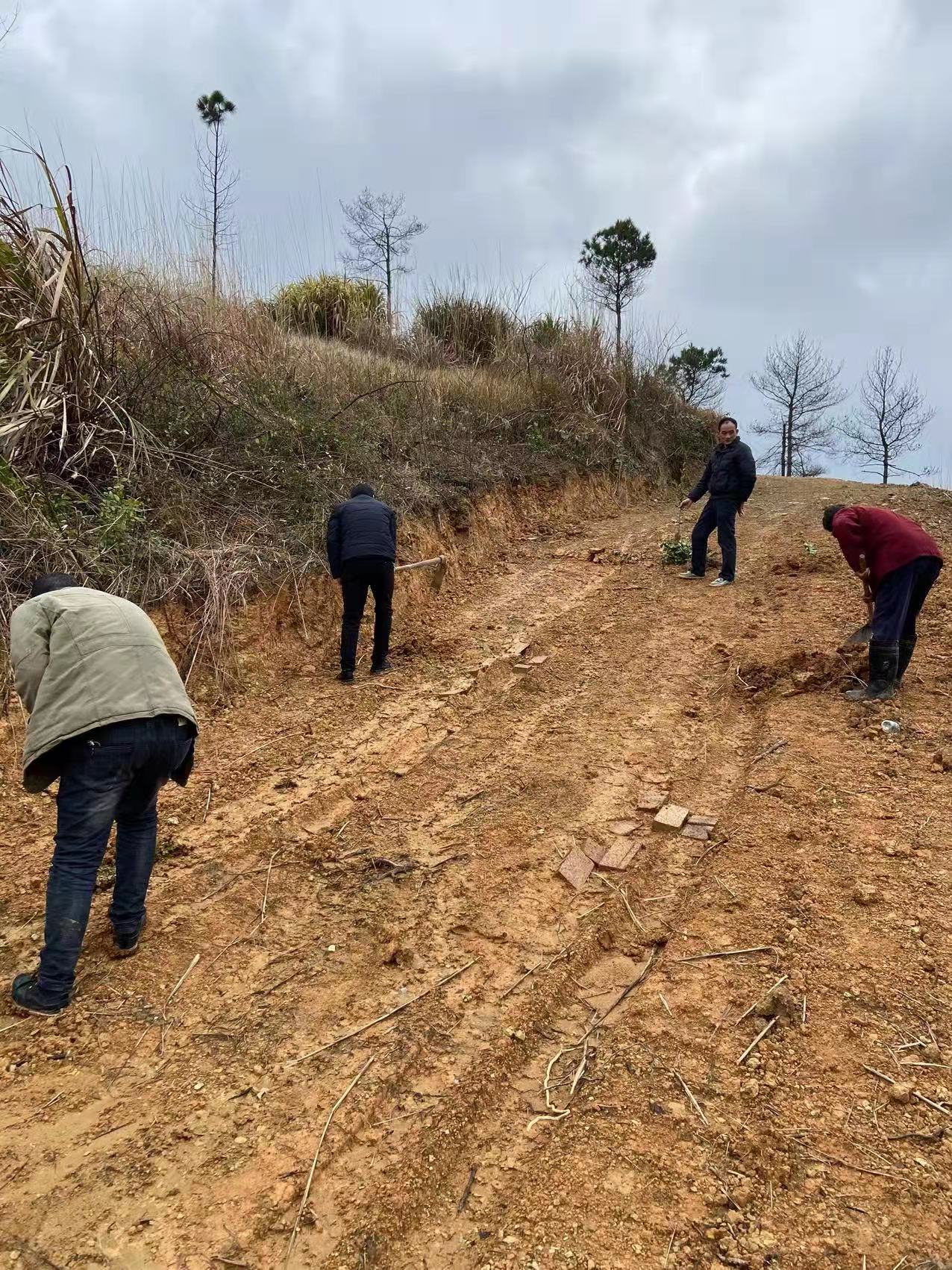 蓝山县祠堂圩乡大井头村植树造林公益活动