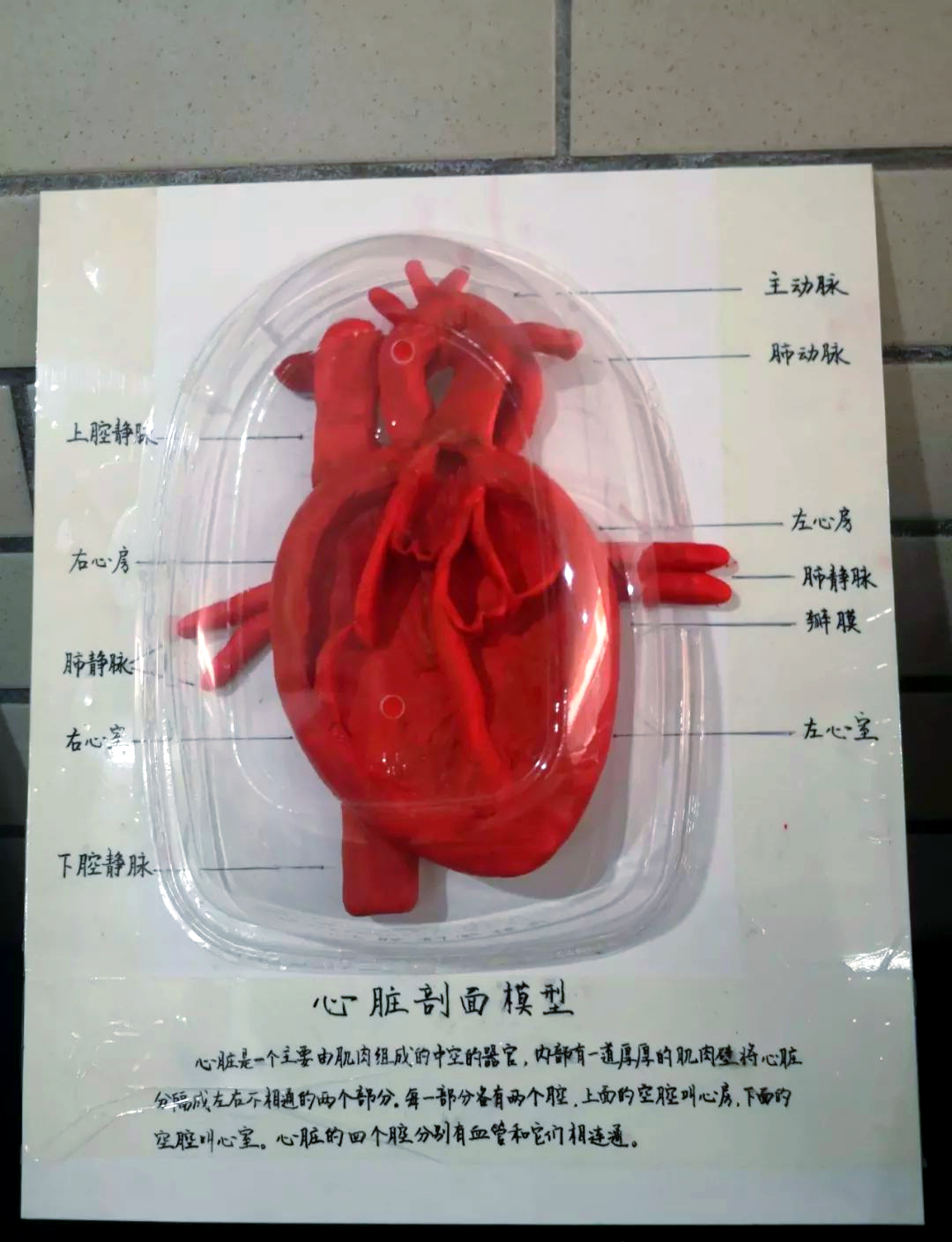 人体3d模型制作优秀作品展示