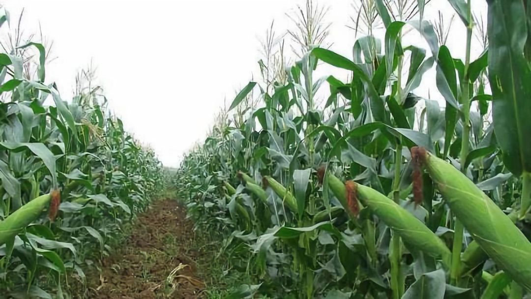 武汉白沙洲市场运费改革新举措