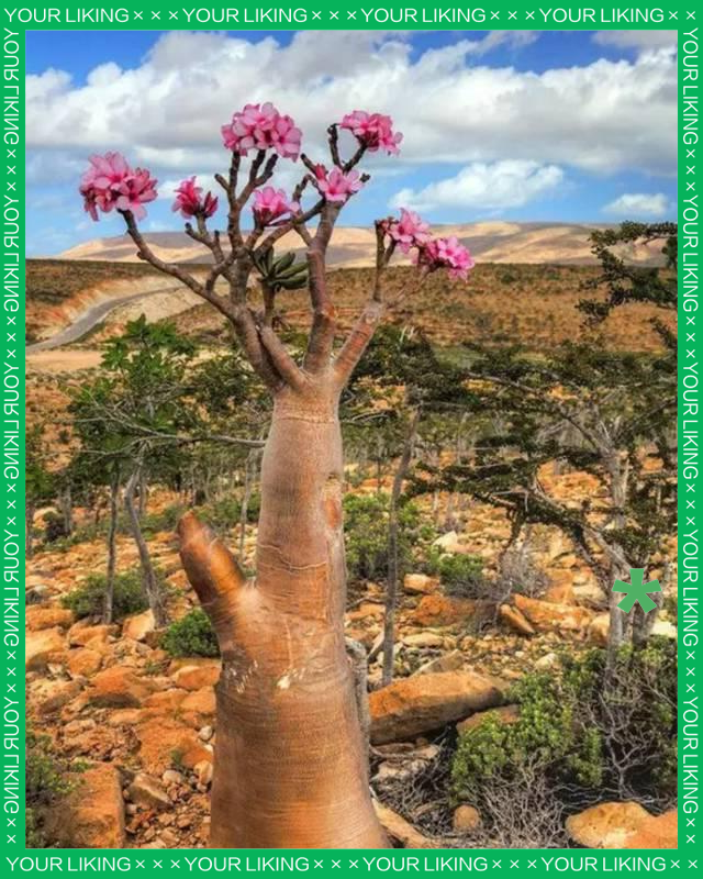 沙漠玫瑰:一种在艰苦环境中绽放的美丽花朵