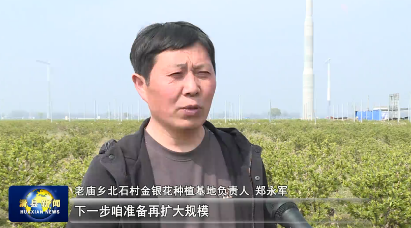 滑县老庙乡:加强田间管理 提高金银花产量