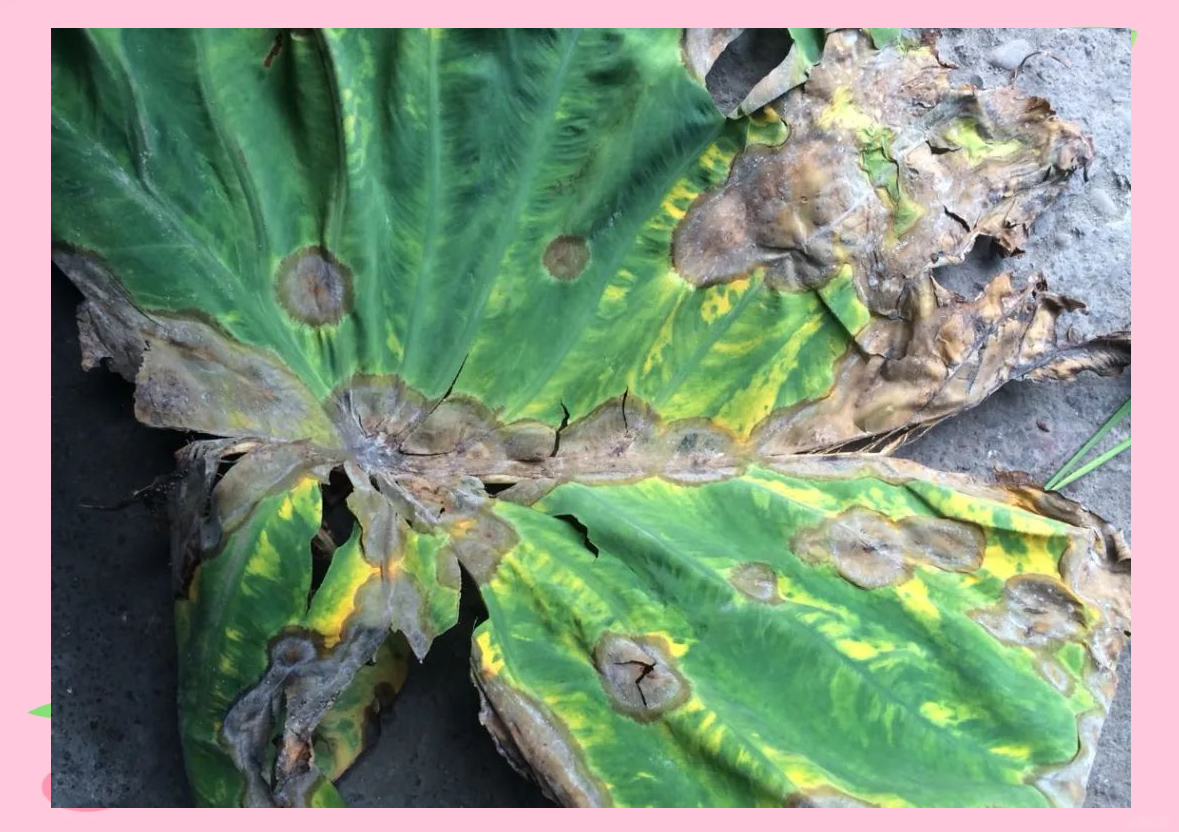 芋头疫病防治指南:掌握这些技巧,预防病害发生