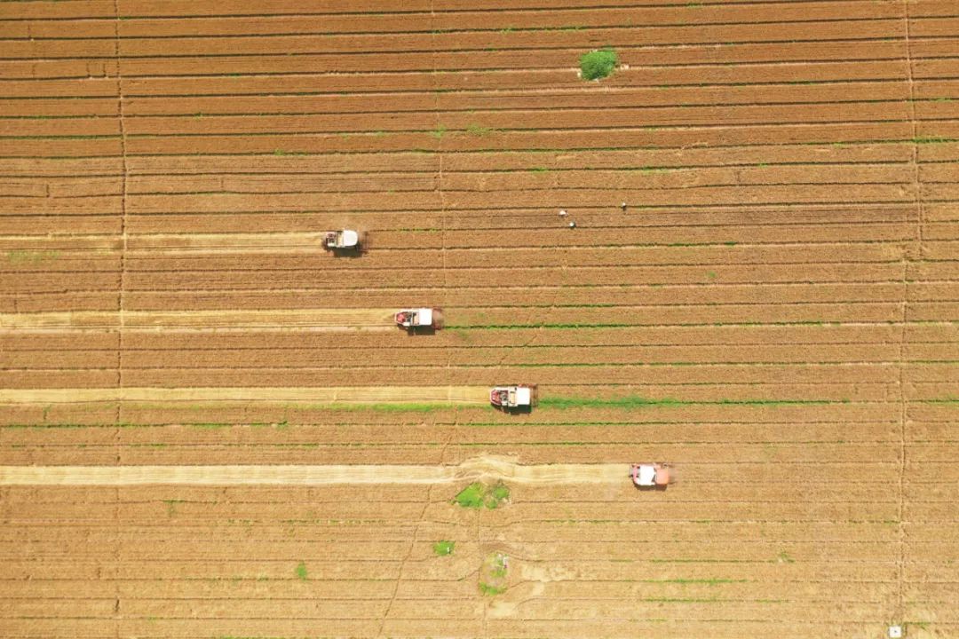 麦稻香里说丰年|图瞰风云