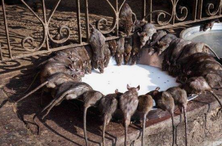 让你们看看什么叫鼠患成灾,挖掘机过来的那一刻,才知多可怕