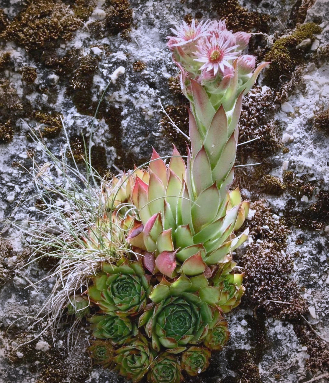 长生草的多肉魅力:从外观到生长习性全面解析