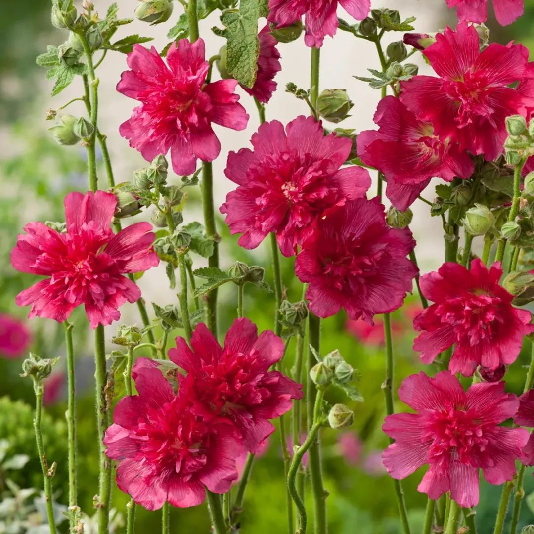 迷人的重瓣蜀葵来啦!最容易养活的花草,生命力顽强,还能年年自播