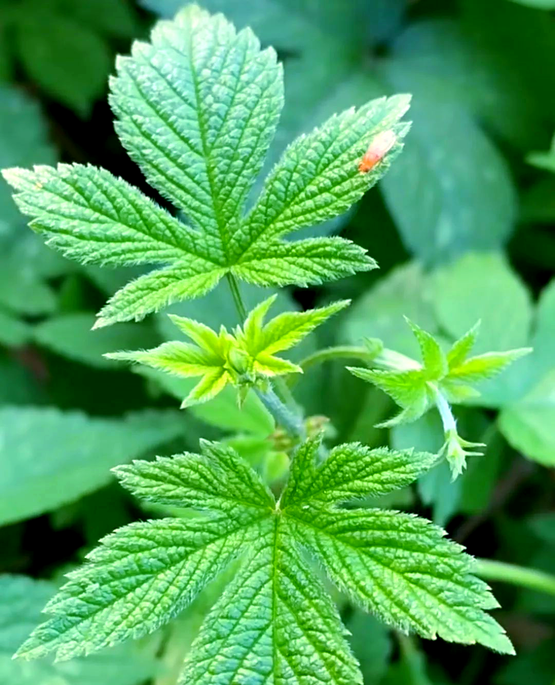 拉拉秧:一种具有多重功效的草本植物