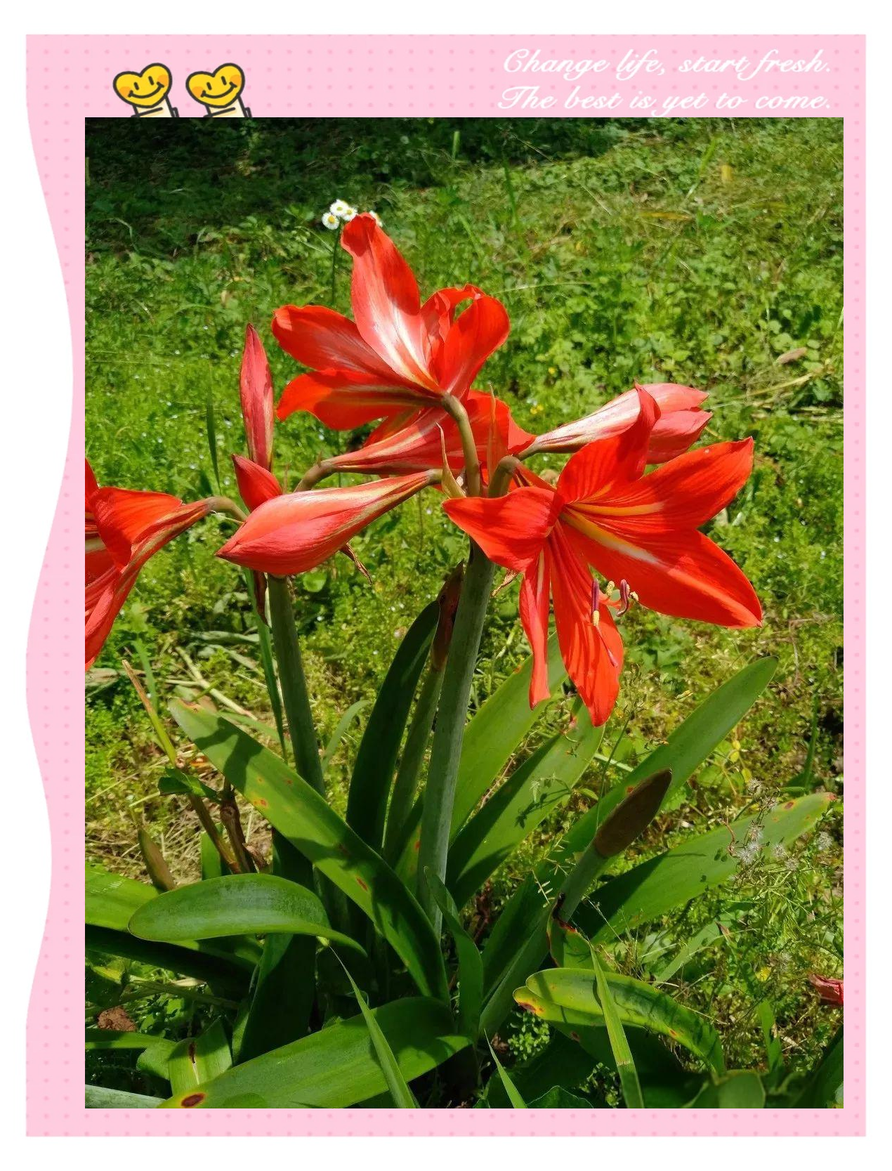 探索石蒜科的多彩植物世界