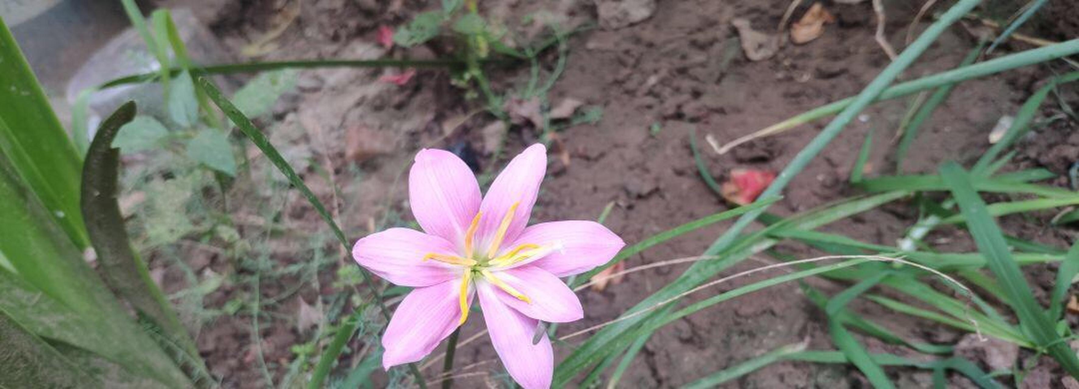 这是什么花以前开六个花瓣这朵七个花瓣