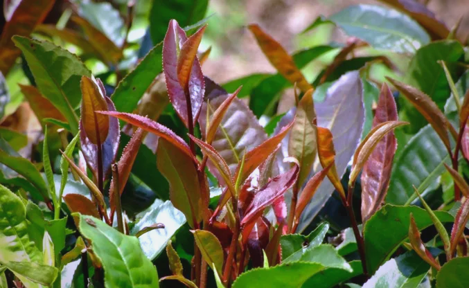 紫芽茶:从外观到功效的全方位解读