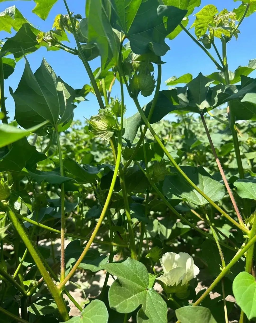 棉花蕾期,开花期和打顶期调控指标及措施