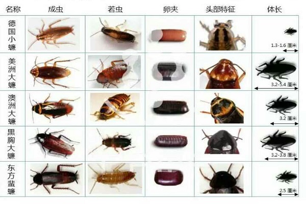 蟑螂的品种