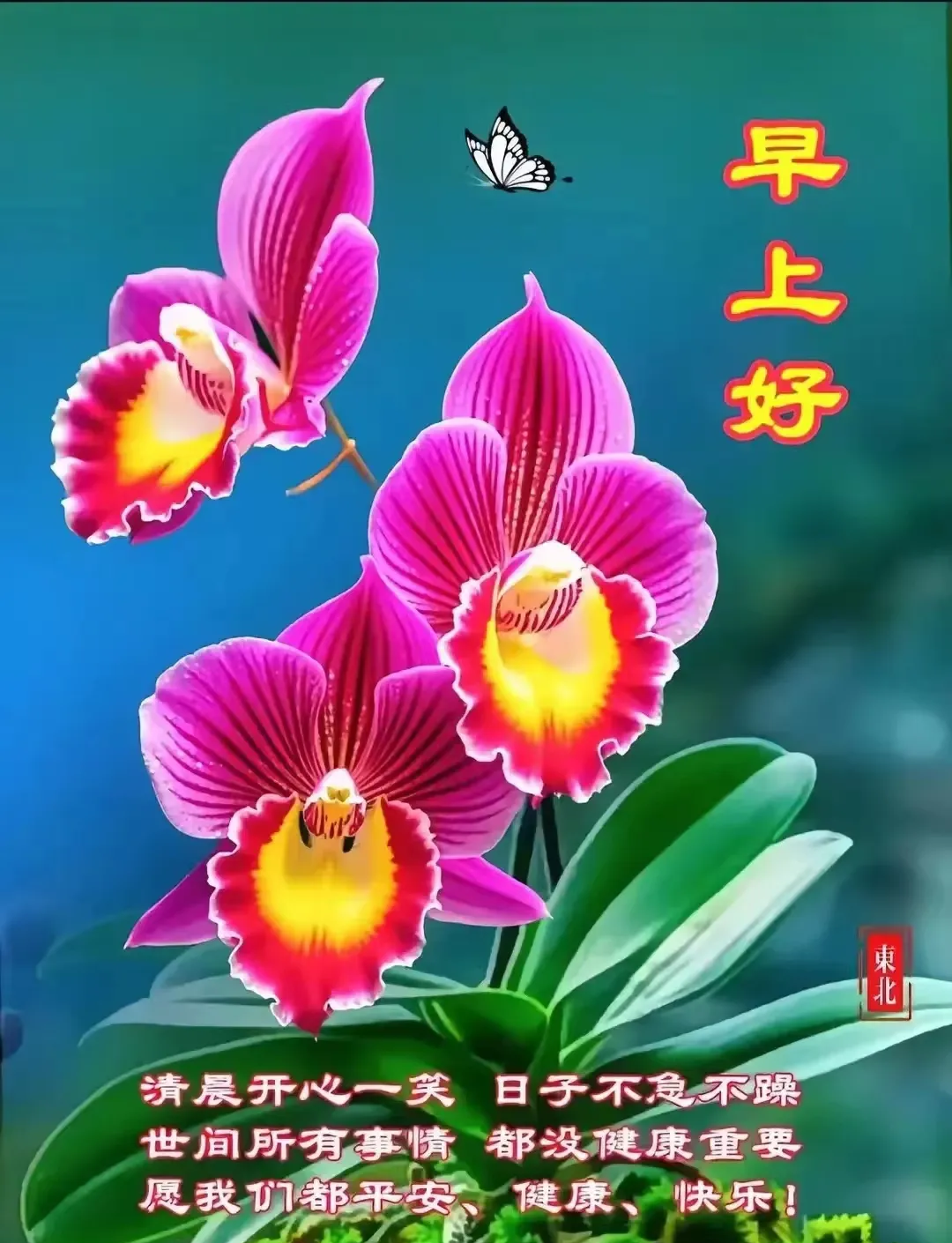 多款鲜花早安温馨图片带字问候祝福语,美观的早上好问候语表情包