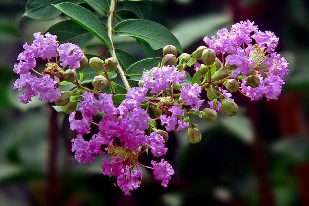 美美美!紫薇花开正艳,快来打卡!