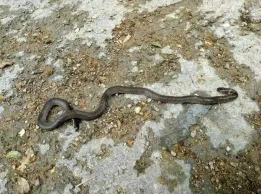 此地惊现神秘黑蛇!一前一后两个头,倒着爬行!