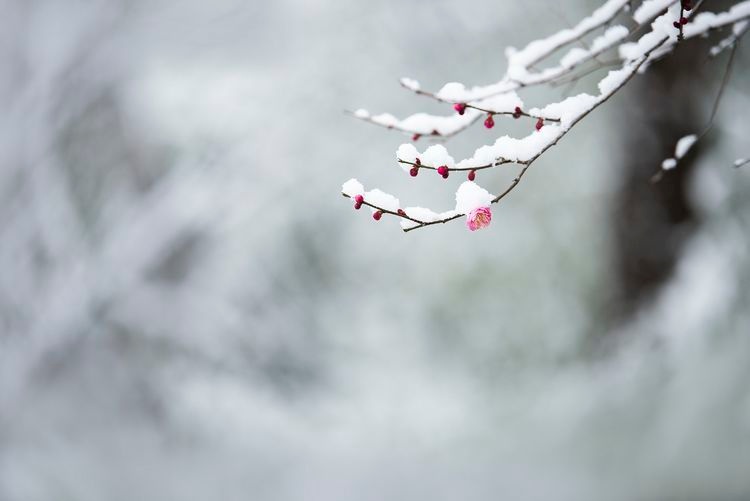 「每日一景」湖北随州:雪中梅花凌寒开