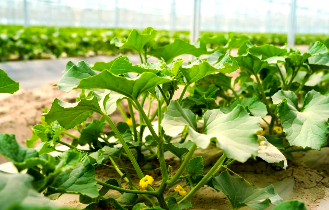 哈密瓜秧苗长势喜人,预计6月中旬将迎来丰收