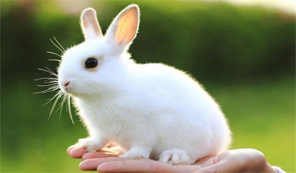 兔子尾巴有多长图片