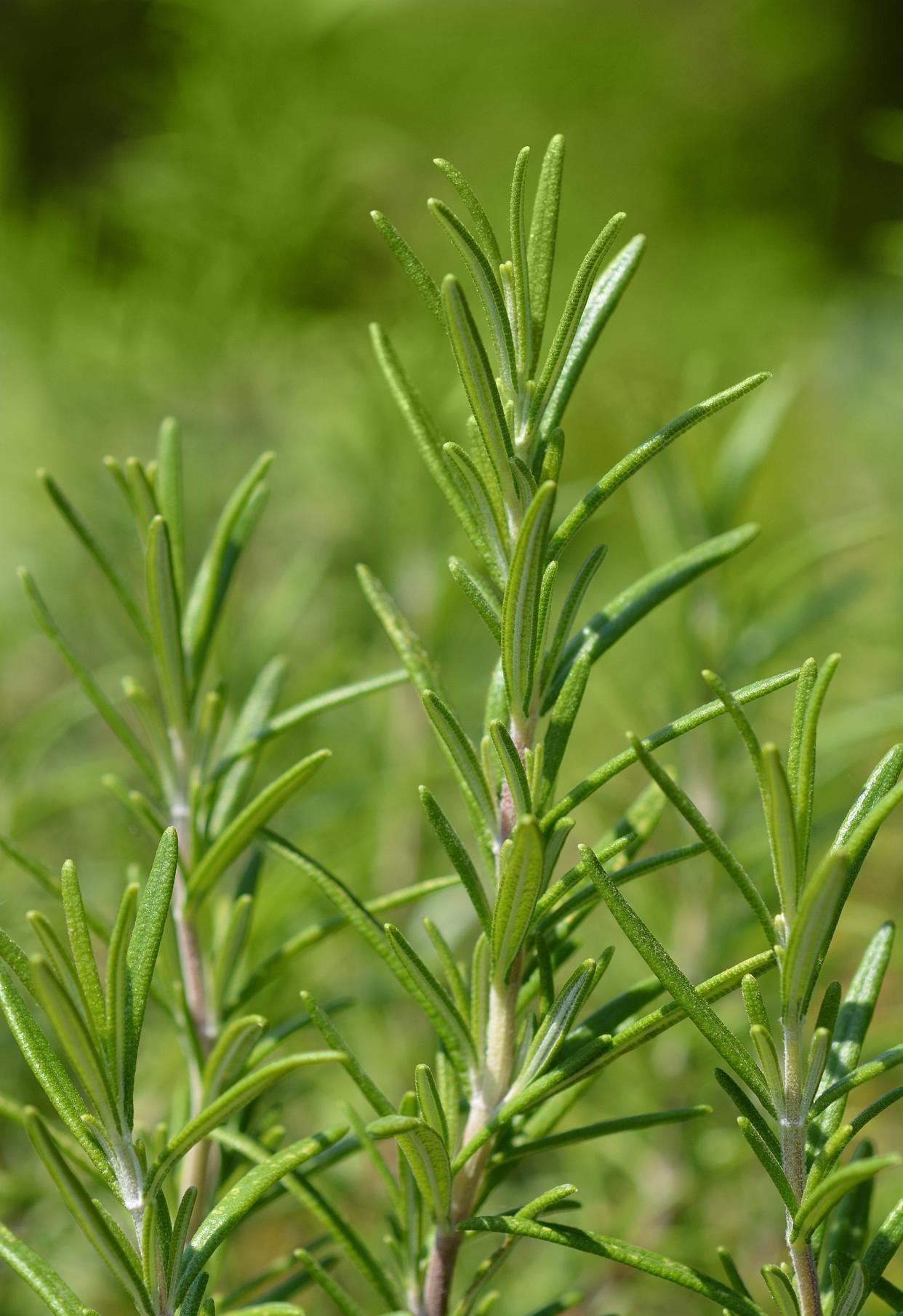 迷迭香花语揭秘:浓郁的爱意与回忆,寓意深远的浪漫情怀