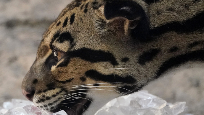 游客在黄山拍到珍稀动物云豹?景区:当地曾有云豹