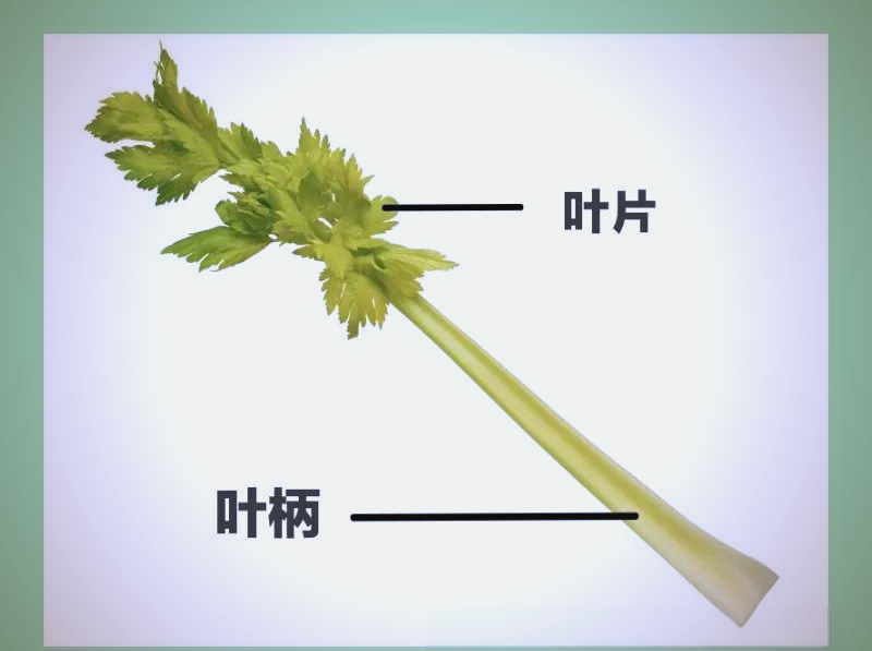 芹菜:我们真正食用的是它的哪个器官?
