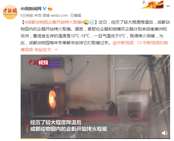 成都动物园企鹅开始烤火取暖