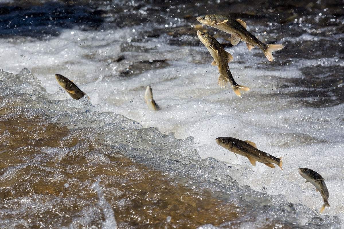 人类发明并修建了鱼梯,有何作用?鱼梯的构造和原理又是什么?