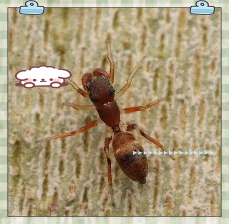 野趣上海:探秘拟态蚂蚁的蜘蛛