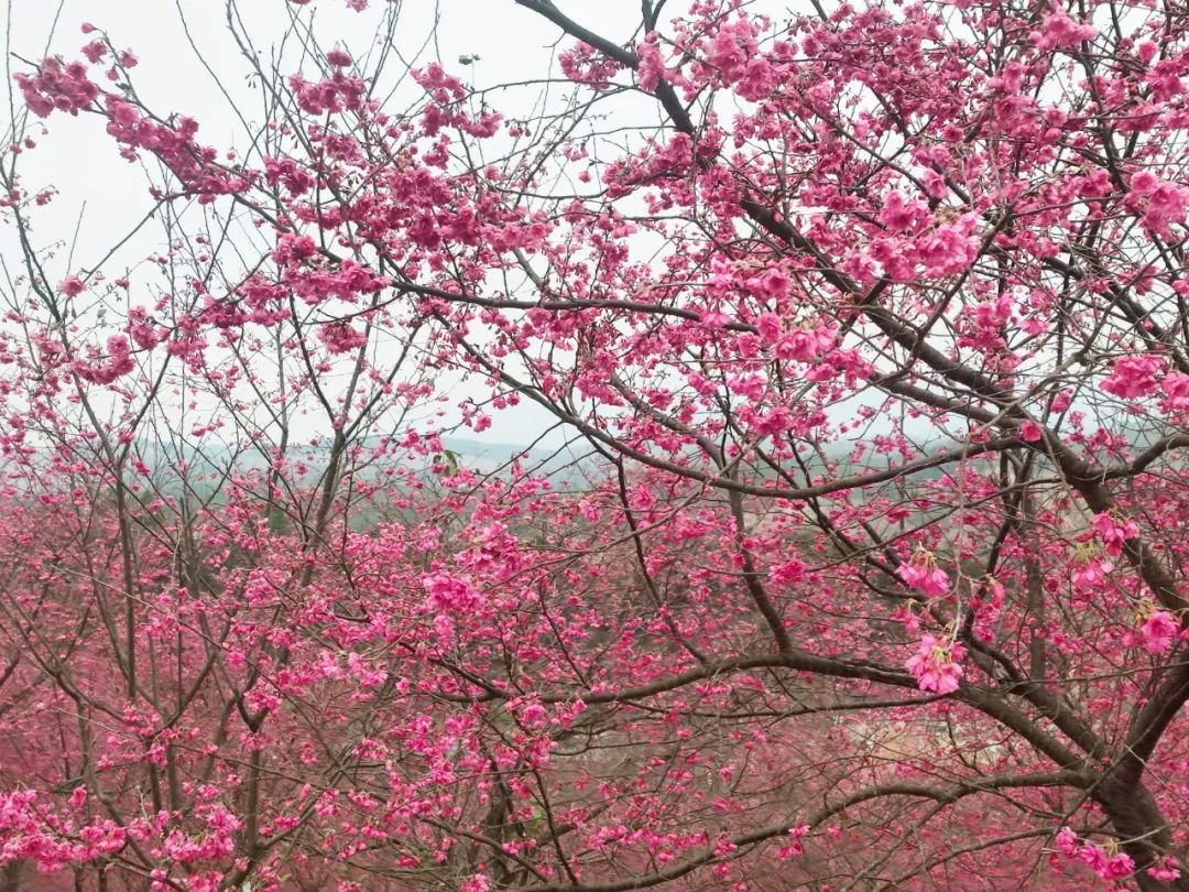 樱花开了!快来韶关看粉色花海