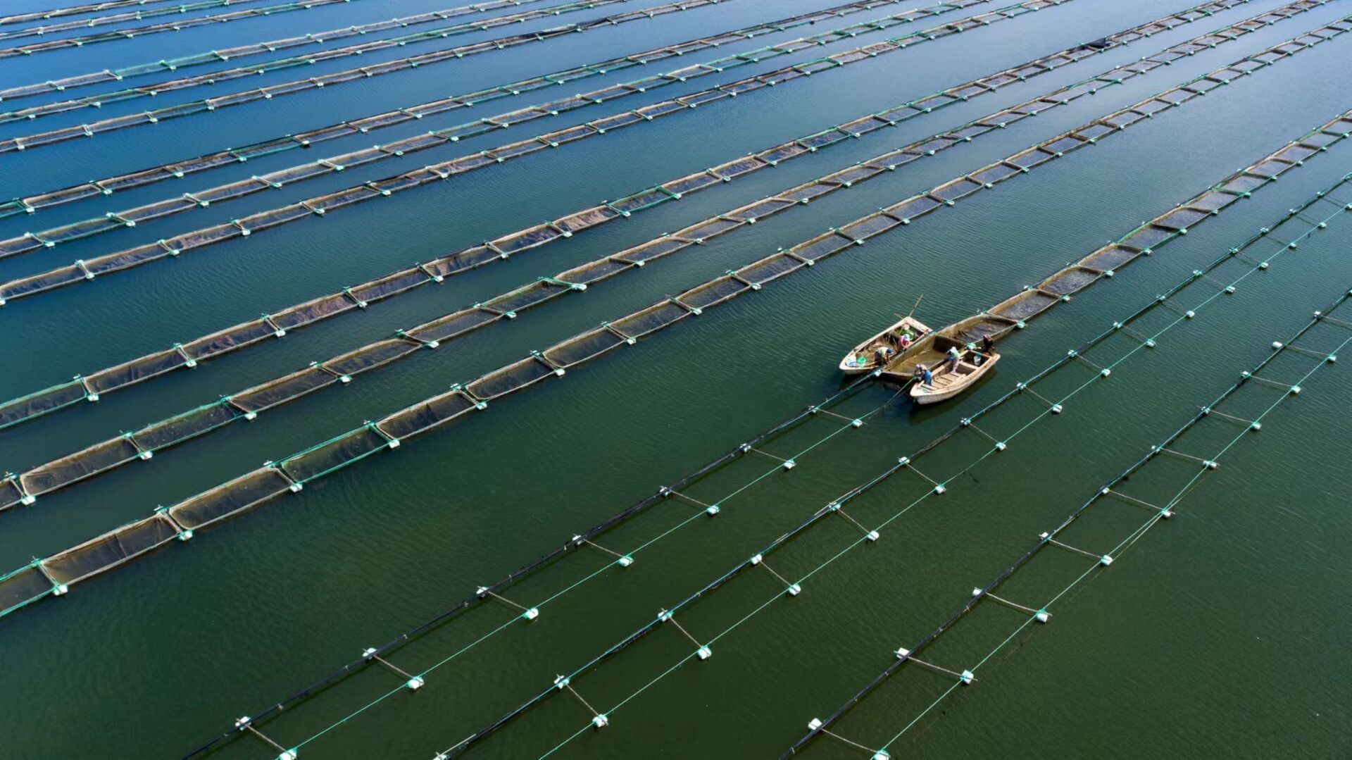 组图|山东荣成:天青水碧生态优 海参养殖助增收