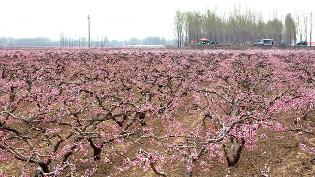 内黄桃花图片