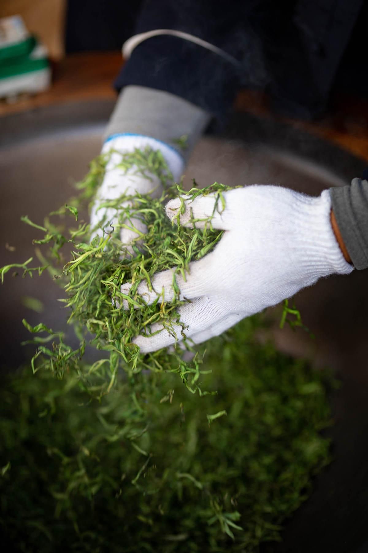 什么是普洱茶杀青