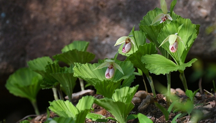 难得一见 珍稀濒危植物扇脉杓兰在保护区迎来盛花期
