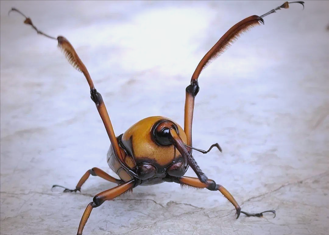 :从危害竹子的害虫,到餐桌上的美食与营养品