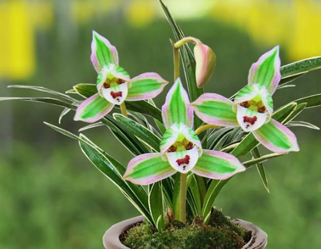 兰中珍品"帝王妃",花开多色,香味奇特,叶片圆润,养兰首推