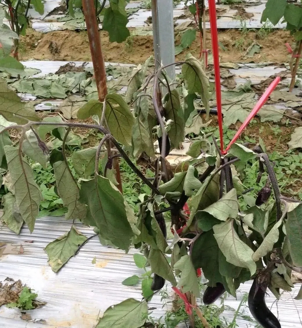 茄子叶子突然蔫了是咋回事?